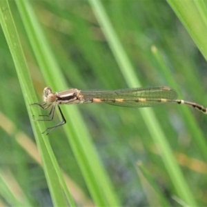 Austrolestes leda at Cook, ACT - 3 Apr 2020