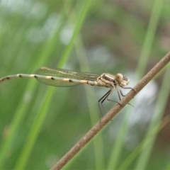 Austrolestes leda at Cook, ACT - 3 Apr 2020