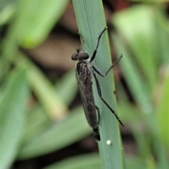 Cerdistus sp. (genus) (Yellow Slender Robber Fly) at Mount Painter - 3 Apr 2020 by CathB