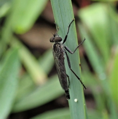 Cerdistus sp. (genus) (Yellow Slender Robber Fly) at Mount Painter - 3 Apr 2020 by CathB