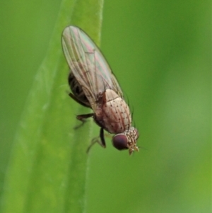 Sapromyza sp. (genus) at Dunlop, ACT - 3 Apr 2020 12:52 PM