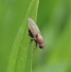 Sapromyza sp. (genus) at Dunlop, ACT - 3 Apr 2020