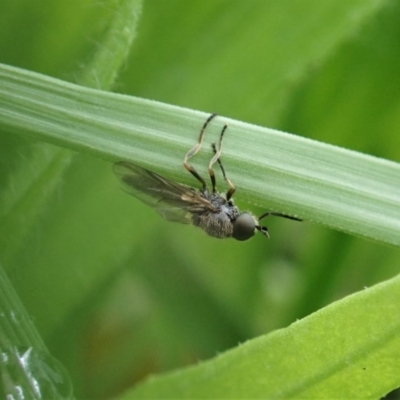 Inopus rubriceps (Sugarcane Soldier Fly) at Dunlop, ACT - 3 Apr 2020 by CathB