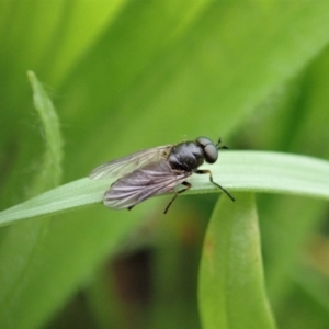 Inopus rubriceps at Dunlop, ACT - 3 Apr 2020