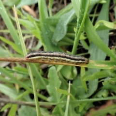 Noctuidae unclassified IMMATURE moth (Immature Noctuidae Moth) at Mount Painter - 3 Apr 2020 by CathB