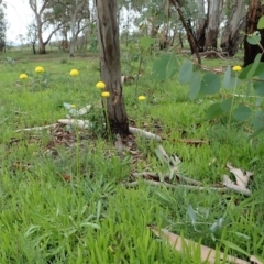 Craspedia variabilis (Common Billy Buttons) - 1 Jan 1900 by CathB
