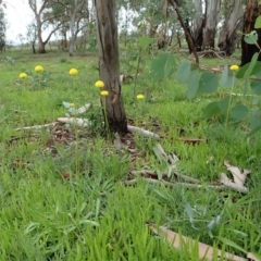 Craspedia variabilis (Common Billy Buttons) at Dunlop, ACT - 3 Apr 2020 by CathB