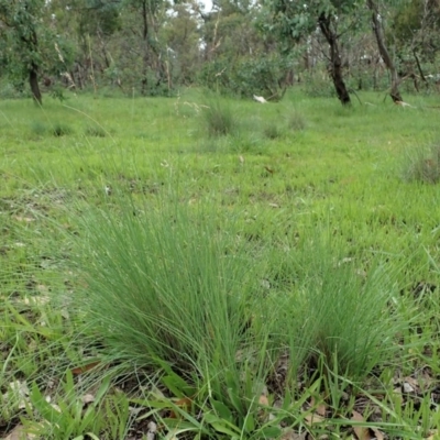 Poa sieberiana (Poa Tussock) at Mount Painter - 3 Apr 2020 by CathB