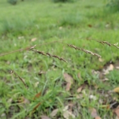 Poa sieberiana at Dunlop, ACT - 3 Apr 2020