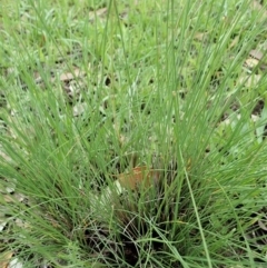 Poa sieberiana at Dunlop, ACT - 3 Apr 2020