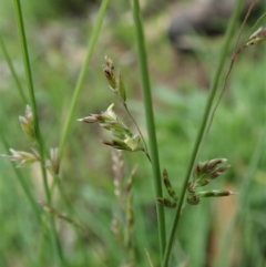 Poa sieberiana at Dunlop, ACT - 3 Apr 2020 12:40 PM