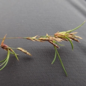 Poa sieberiana at Dunlop, ACT - 3 Apr 2020