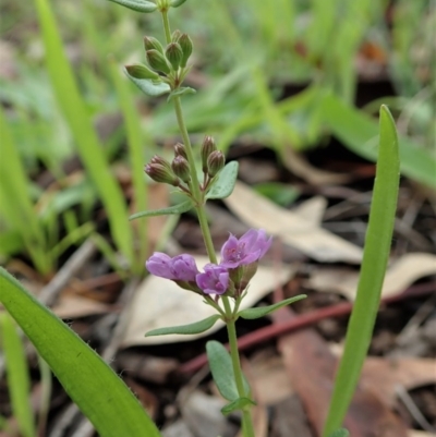 Mentha diemenica (Wild Mint, Slender Mint) at Dunlop, ACT - 3 Apr 2020 by CathB