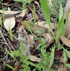 Mentha diemenica at Dunlop, ACT - 3 Apr 2020 12:54 PM