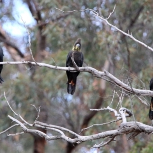 Calyptorhynchus lathami at Karabar, NSW - 6 Apr 2020