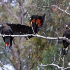 Calyptorhynchus lathami at Karabar, NSW - 6 Apr 2020