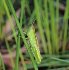 Bermius brachycerus (A grasshopper) at Mount Painter - 2 Apr 2020 by CathB