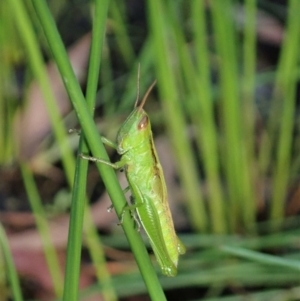 Bermius brachycerus at Cook, ACT - 2 Apr 2020