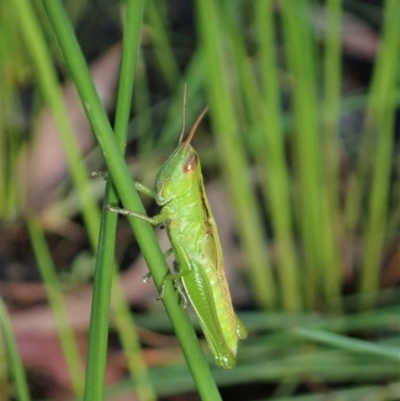 Bermius brachycerus (A grasshopper) at Mount Painter - 2 Apr 2020 by CathB