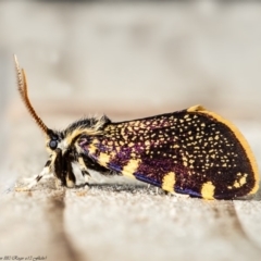 Cebysa leucotelus (Australian Bagmoth) at Macgregor, ACT - 5 Apr 2020 by Roger