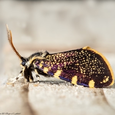 Cebysa leucotelus (Australian Bagmoth) at Macgregor, ACT - 6 Apr 2020 by Roger