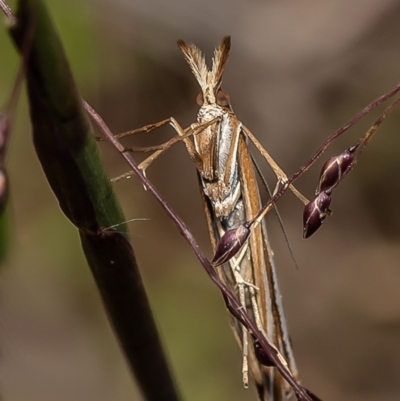 Hednota species near grammellus (Pyralid or snout moth) at Umbagong District Park - 6 Apr 2020 by Roger