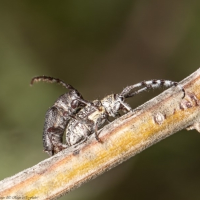 Ancita australis (Longicorn or longhorn beetle) at Umbagong District Park - 6 Apr 2020 by Roger
