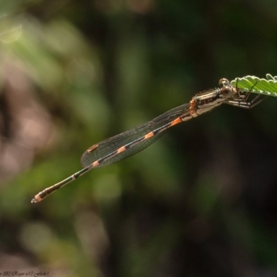 Austrolestes leda (Wandering Ringtail) at Umbagong District Park - 6 Apr 2020 by Roger