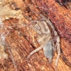Cheiracanthium sp. (genus) (Unidentified Slender Sac Spider) at West Belconnen Pond - 5 Apr 2012 by Bron