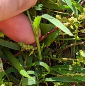 Panicum effusum at Coree, ACT - 6 Apr 2020