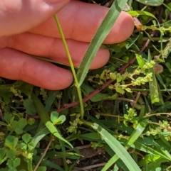 Panicum effusum at Coree, ACT - 6 Apr 2020