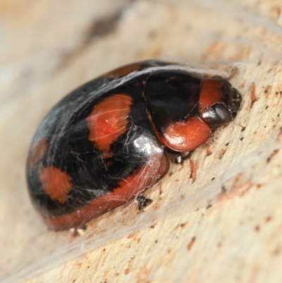 Paropsisterna beata (Blessed Leaf Beetle) at Dunlop, ACT - 5 Apr 2012 by Bron