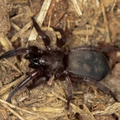 Intruda signata (Ground spider) at West Belconnen Pond - 5 Apr 2012 by Bron