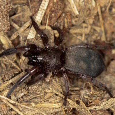 Intruda signata (Ground spider) at Dunlop, ACT - 5 Apr 2012 by Bron