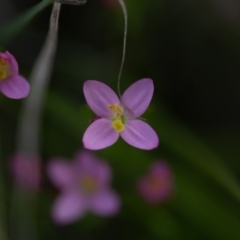 Centaurium erythraea (Common Centaury) at Rossi, NSW - 12 Mar 2020 by SthTallagandaSurvey