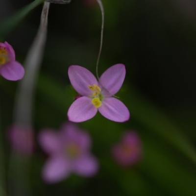 Centaurium erythraea (Common Centaury) at Rossi, NSW - 12 Mar 2020 by SthTallagandaSurvey