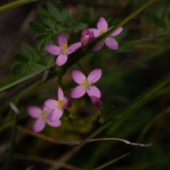 Centaurium erythraea at Rossi, NSW - 12 Mar 2020