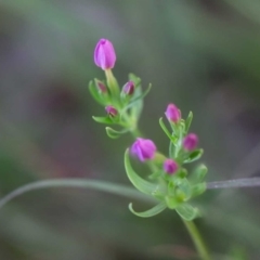 Centaurium erythraea at Rossi, NSW - 12 Mar 2020