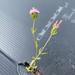 Centaurium erythraea at Rossi, NSW - 12 Mar 2020