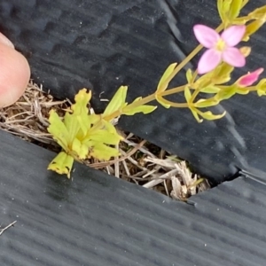 Centaurium erythraea at Rossi, NSW - 12 Mar 2020