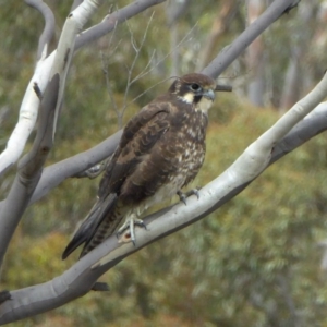 Falco berigora at Yass River, NSW - 5 Apr 2020 10:53 AM