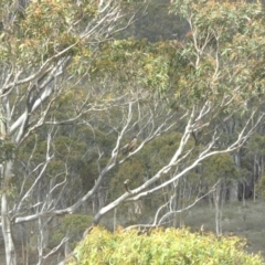 Falco berigora at Yass River, NSW - 5 Apr 2020 10:53 AM