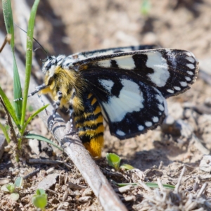 Apina callisto at Symonston, ACT - 6 Apr 2020