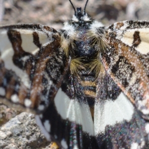 Apina callisto at Symonston, ACT - 6 Apr 2020