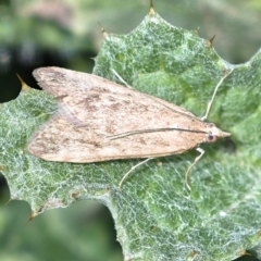 Achyra affinitalis (Cotton Web Spinner) at Symonston, ACT - 6 Apr 2020 by Marthijn