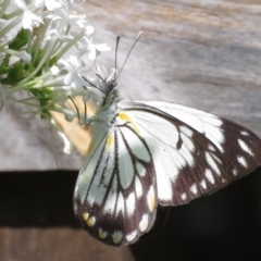 Belenois java (Caper White) at Narrabundah, ACT - 1 Apr 2020 by RobParnell