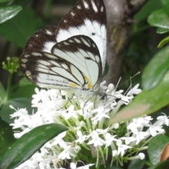 Belenois java at Narrabundah, ACT - 1 Apr 2020