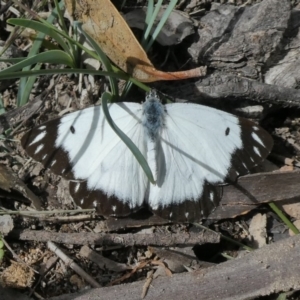 Belenois java at Tuggeranong DC, ACT - 6 Apr 2020