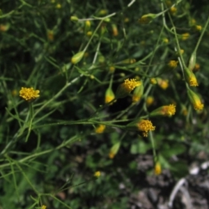 Schkuhria pinnata at Dunlop, ACT - 7 Apr 2020 12:28 PM