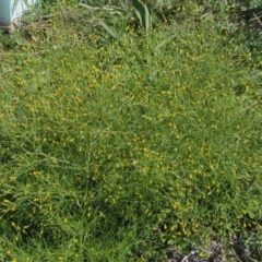 Schkuhria pinnata at Dunlop, ACT - 7 Apr 2020